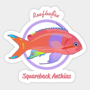 Squareback Anthias Sticker